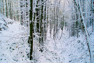 BOSCO INNEVATO